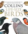 Collins Life-Size Birds: The Only Guide to Show British Birds at their Actual Size