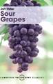 Sour Grapes: Studies in the Subversion of Rationality