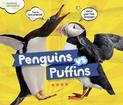 Penguins vs. Puffins (Animals)
