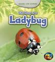 Life Story of a Ladybug (Animal Life Stories)