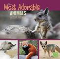 Most Adorable Animals in the World