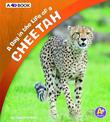 A Day in the Life of a Cheetah: a 4D Book (A Day in the Life)