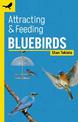 Attracting & Feeding Bluebirds