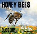 Bees: Closeup