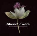 Glass Flowers: Marvels of Art and Science at Harvard